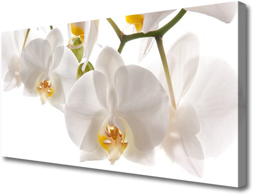 PL Tulup Obraz Canvas Orchidea Kwiaty Natura 120x60cm