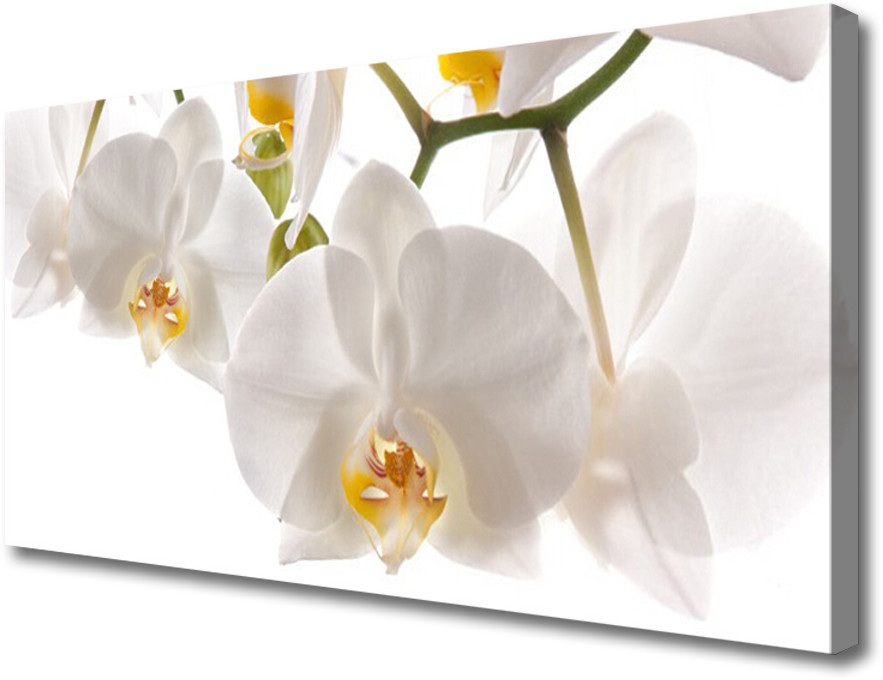 PL Tulup Obraz Canvas Orchidea Kwiaty Natura 125x50cm