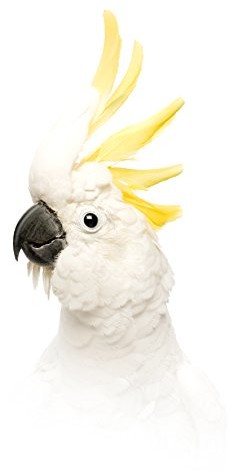 Pro-Art-Bilderpalette Pro-Art g1865l obraz ścienny Giclee 