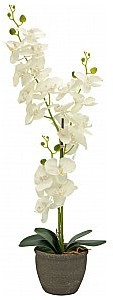Europalms EUROPALMS Orchidea, sztuczna roślina, kremowa, 80 cm 82530361
