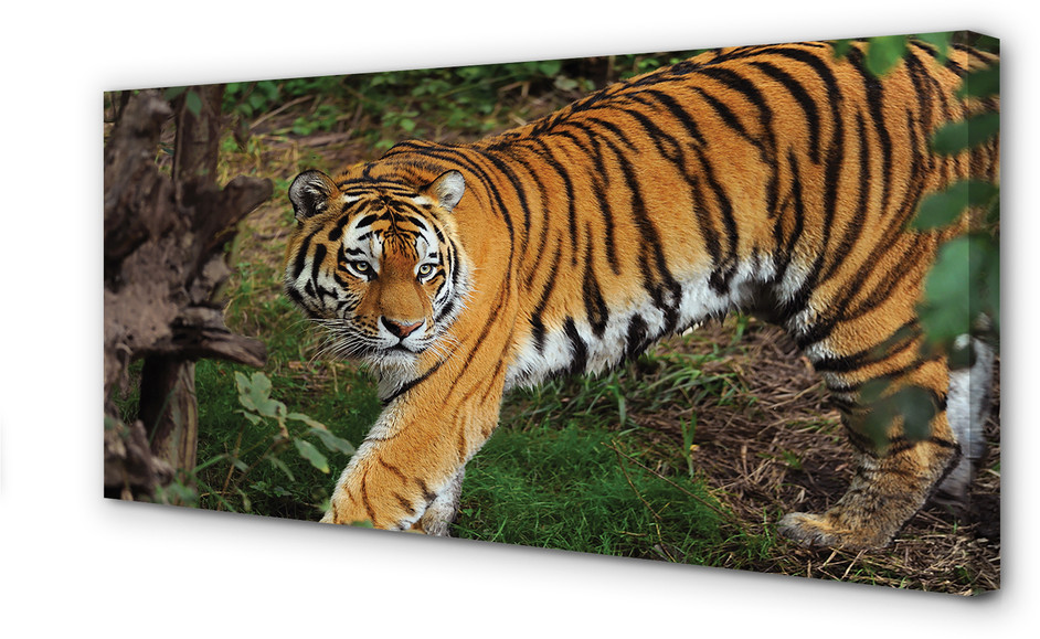 PL Tulup Obrazy na płótnie Tygrys las 140x70cm