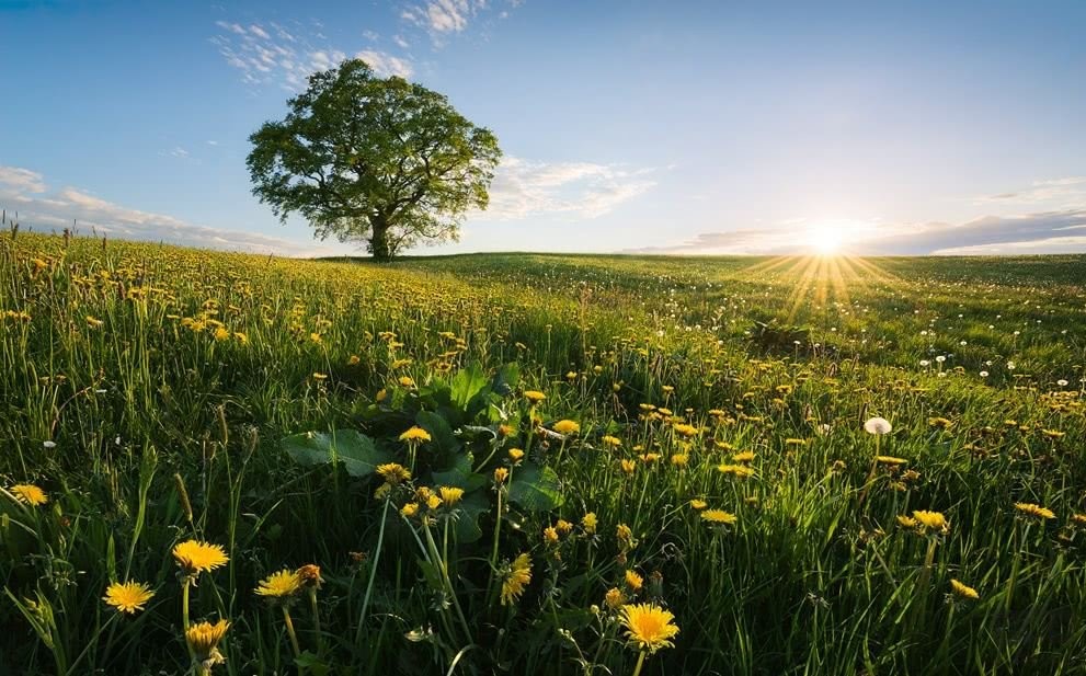 Komar Fototapeta Frühling auf dem Land SHX9-034 SHX9-034