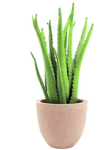 Europalms Euro Palms 82809112 Aloe Vera serwerową roślina 63 cm 82809112