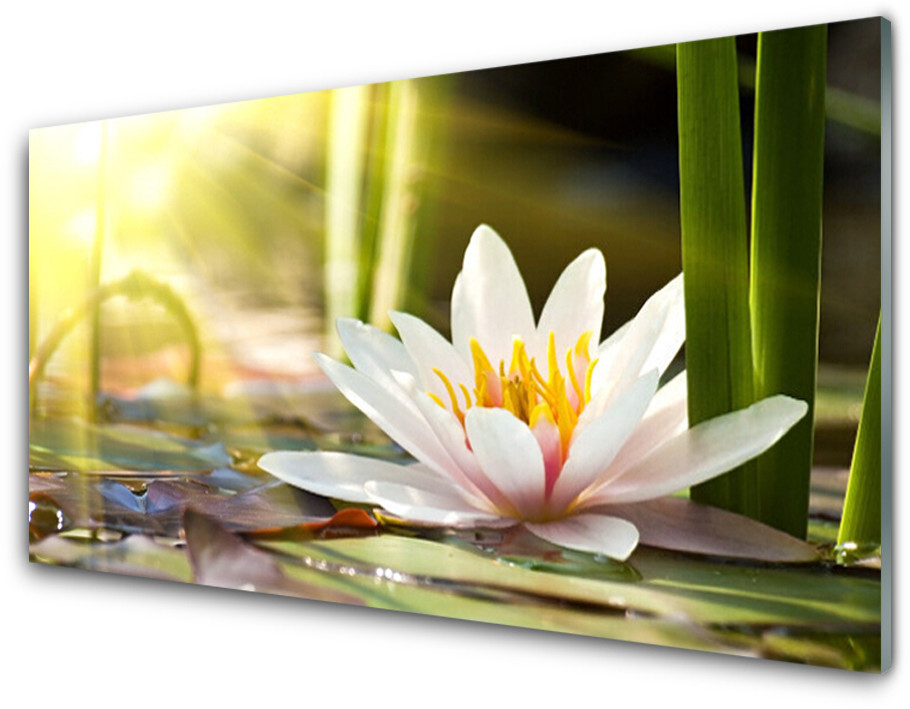 Tulup.pl Panel Szklany Kwiat Lilia Wodna 100x50cm
