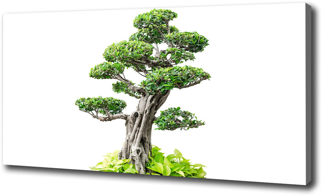 Foto obraz na płótnie Drzewo bonsai