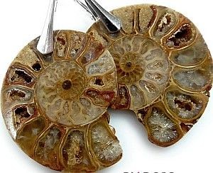 Arande ORYGINALNY AMONIT piękne kolczyki SREBRO 1895846844