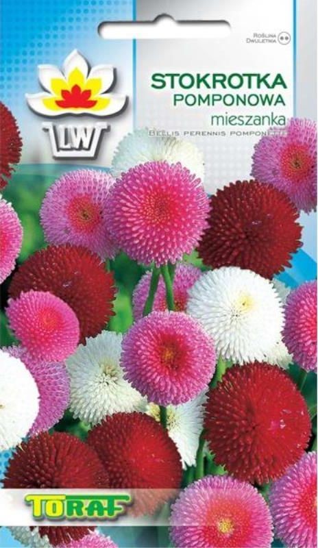 Toraf KWIATY Stokrotka pomponowa mix nasiona 0,2g 00490