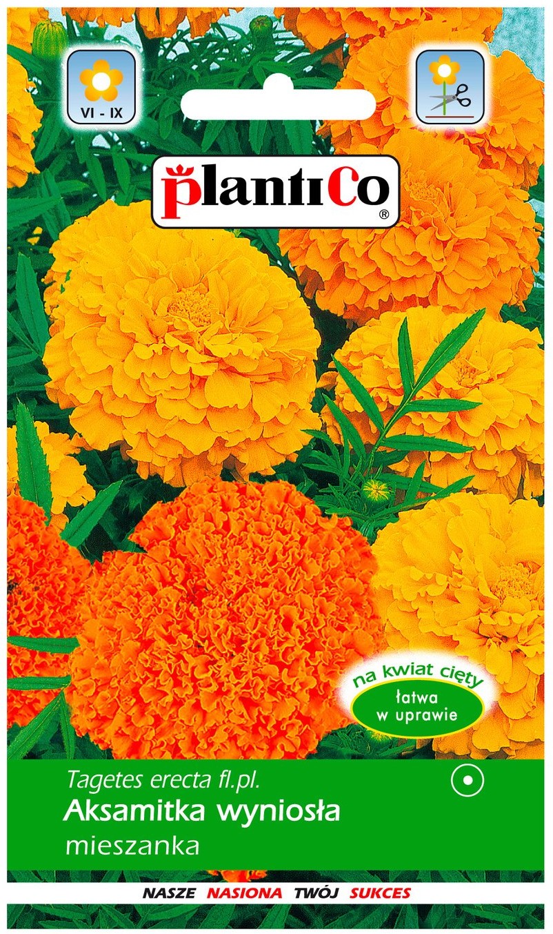 Plantico Aksamitka wysoka mix