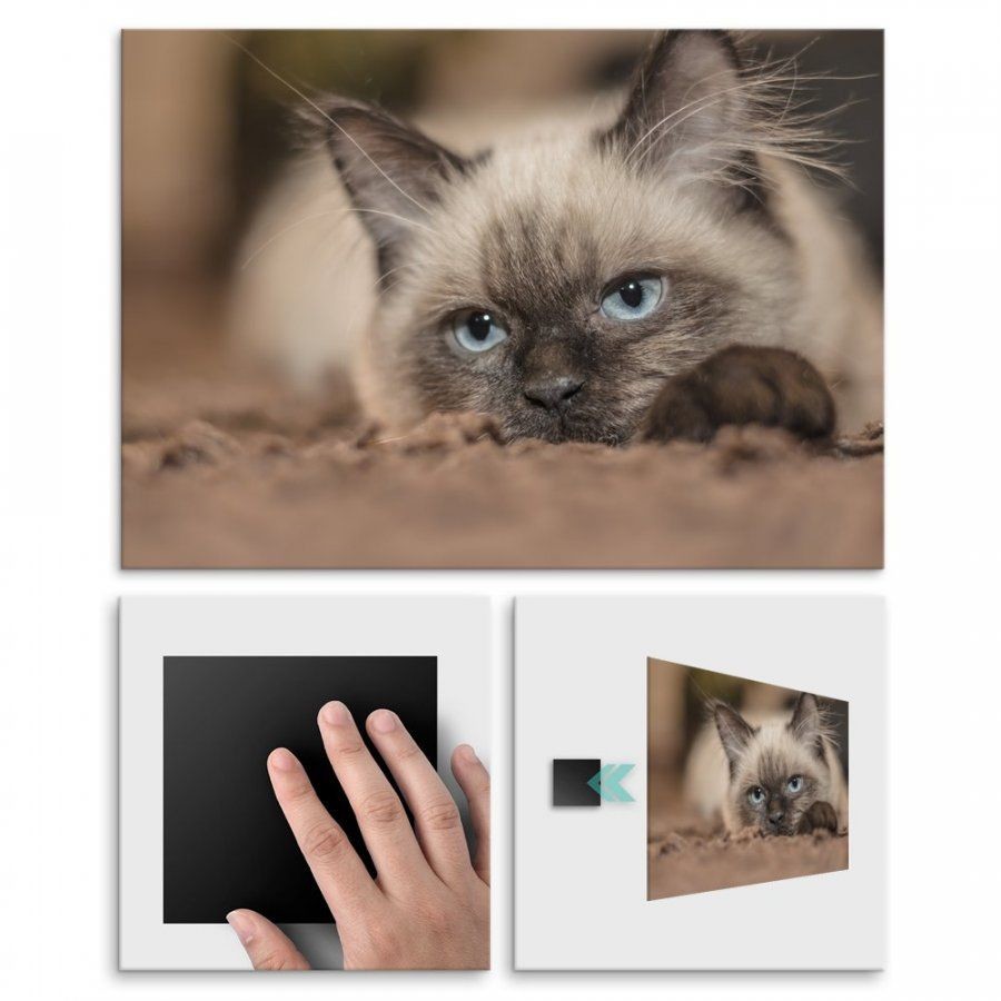 Pix4home Plakat metalowy kot syjamski M POS-M-01722