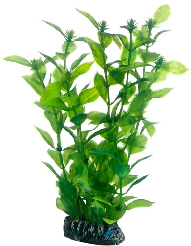 Hobby Hygrophila, 20 cm