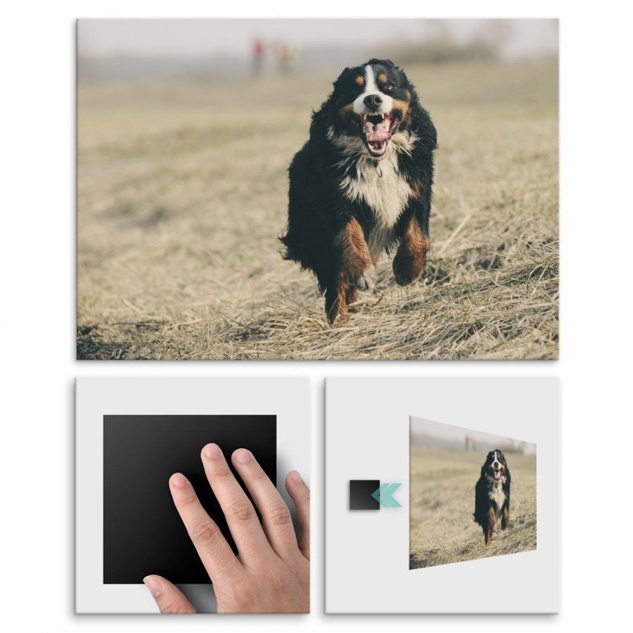 Pix4home Plakat metalowy berneński pies na polu L POS-L-01741