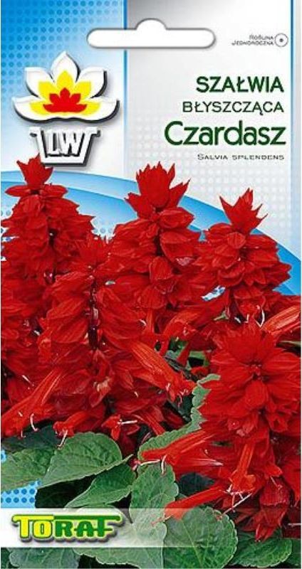 Toraf Szałwia błyszcząca Czardasz nasiona kwiatów 0,3g 00493