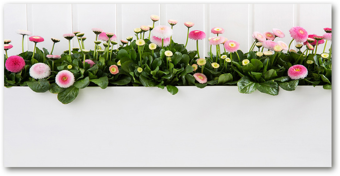 Obraz zdjęcie szkło akryl Różowe stokrotki