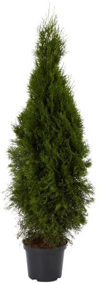 Thuja Smaragd 120-140 cm CTHUJA