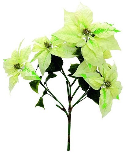 Europalms Euro Palms 83500433 gwiazda betlejemska-Busch, 60 cm, kolor kremowy 83500433