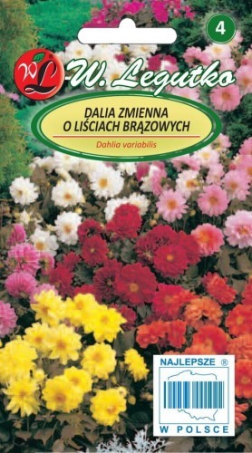 Legutko Dalia zmienna karłowa - Diablo 5903837112807
