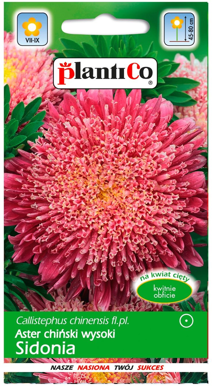 Plantico Aster Sidonia karminowy