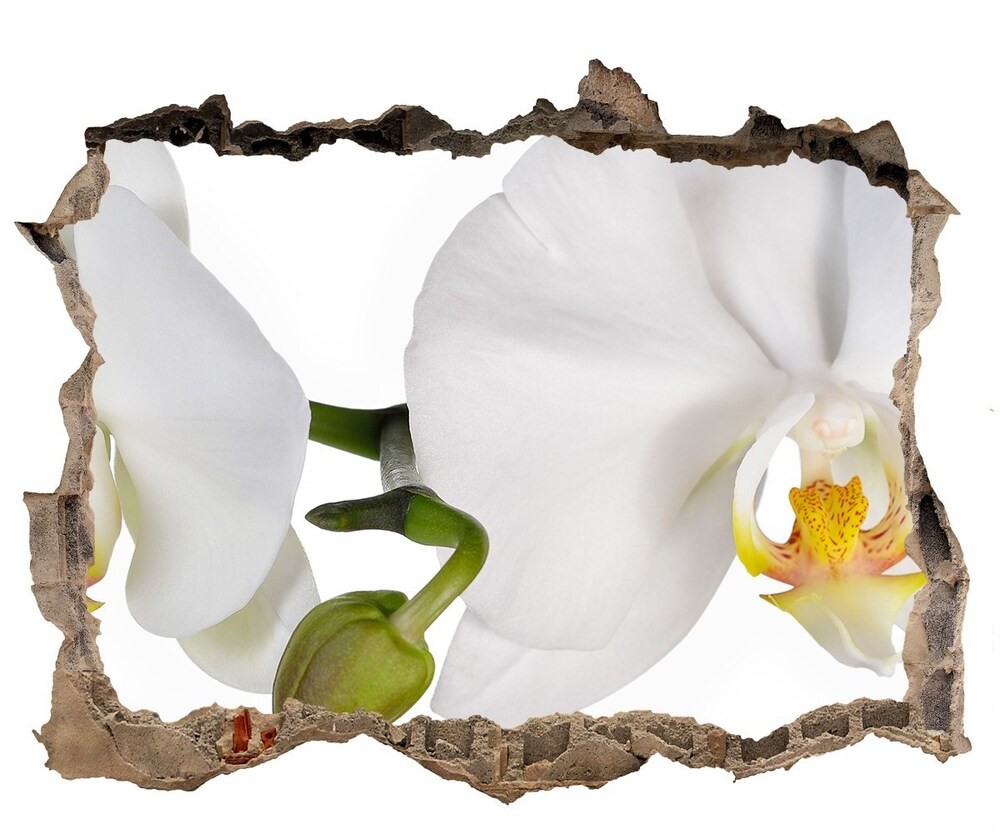 Wallmuralia.pl Samoprzylepna naklejka fototapeta Orchidea