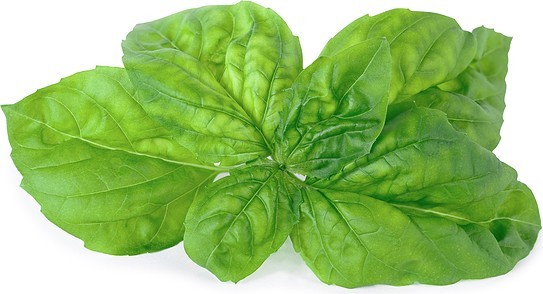 Veritable Wkład nasienny Lingot zioła nietypowe bazylia mamucia VLIN-O10-Bas058