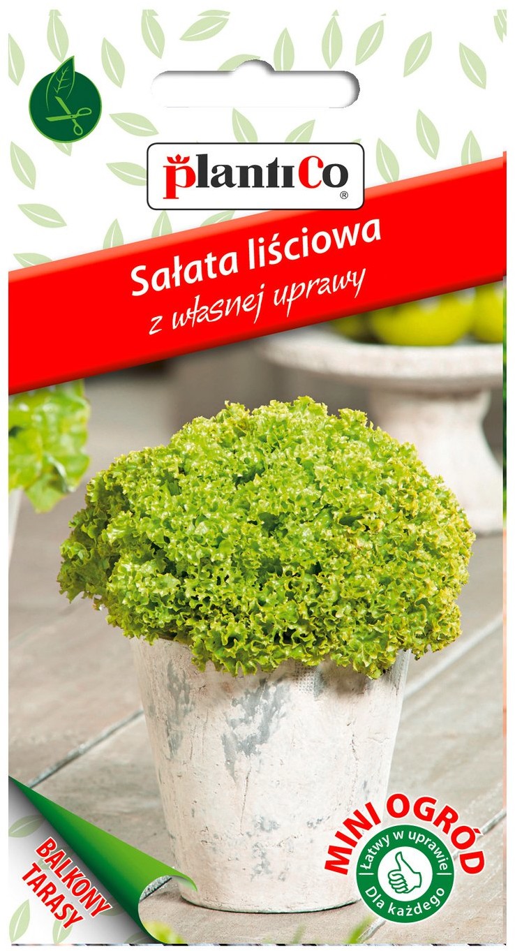 Plantico Sałata Lollo Bionda Mini Ogród