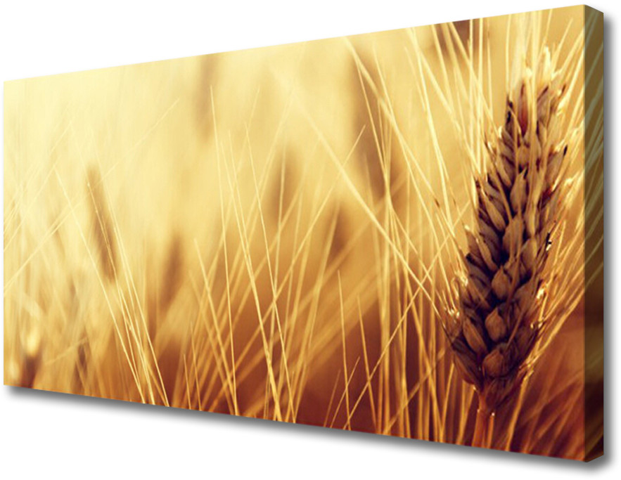 PL Tulup Obraz Canvas Pszenica Roślina Natura 100x50cm