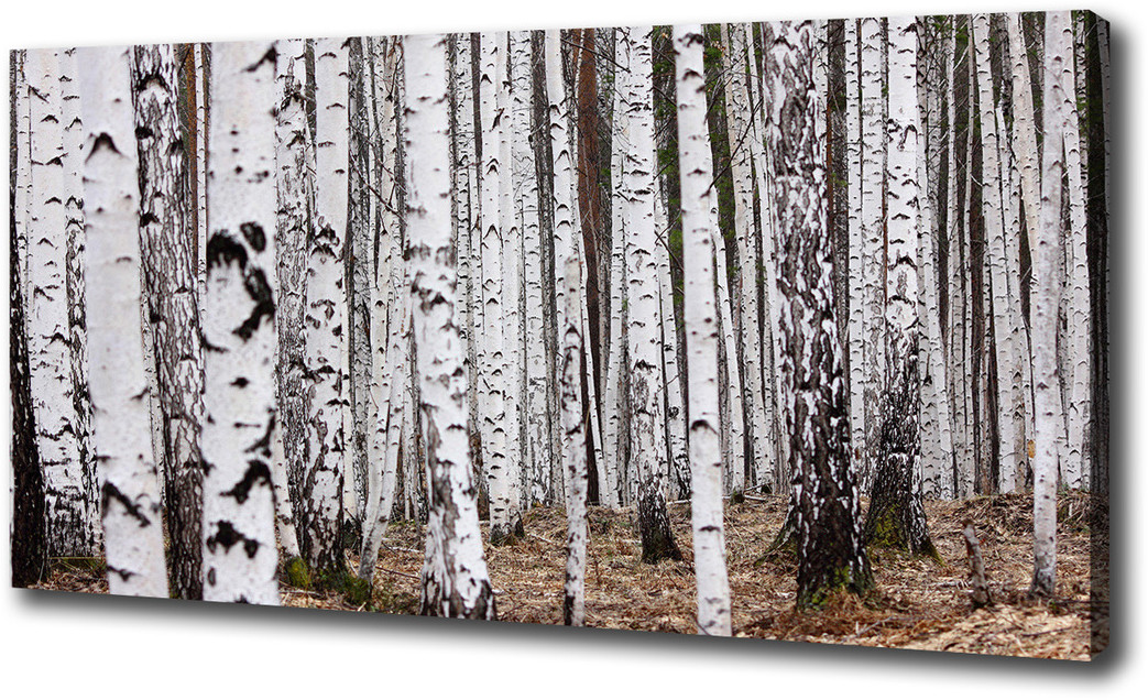 Duży foto obraz na ścianę canvas Brzoza