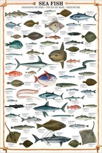 empireposter Educational plakat Sea Fish + artykuły dodatkowe 648976