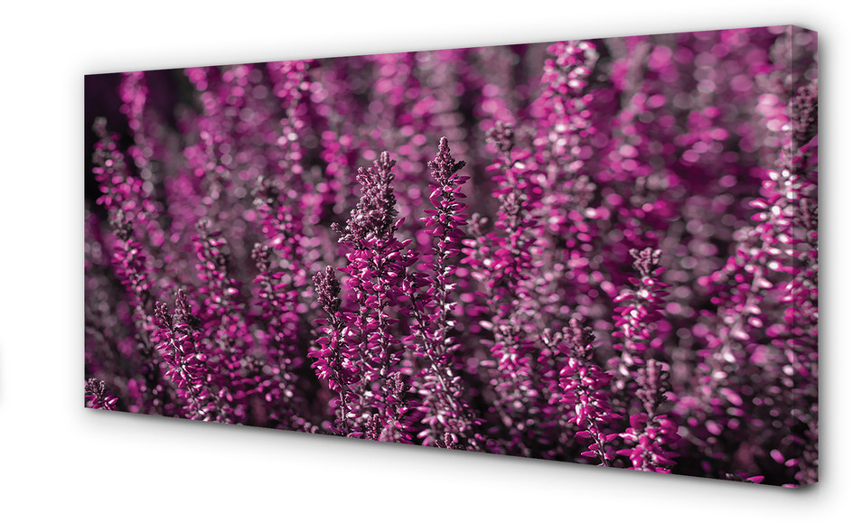 PL Tulup Obrazy na płótnie Pole wrzosy 100x50cm