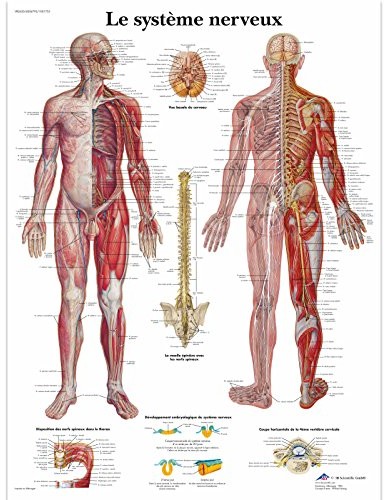 3B Scientific anatomiczne krojenia VR2620UU