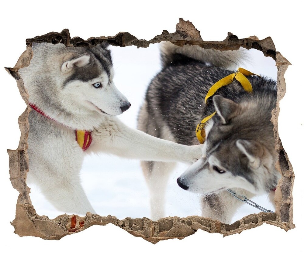 Wallmuralia.pl Dziura 3d fototapeta na ścianę Husky zimą