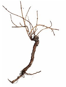 Europalms EUROPALMS Grapevine, winorośl, Produkt naturalny ok. 150cm 83313004