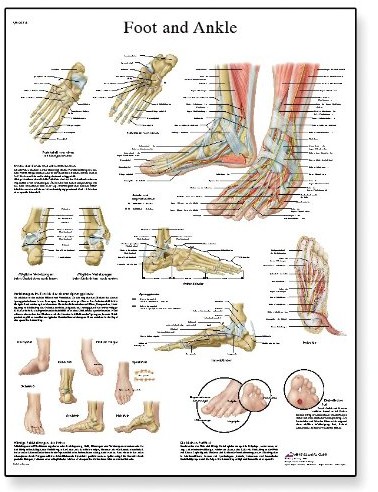 3B Scientific wykresu  podnóżek i stawów nogę VR1176UU