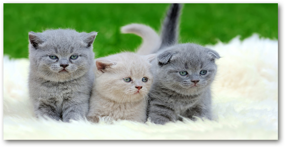 Foto-obraz szkło akryl Trzy koty na kocu