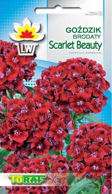 Toraf KWIATY Goździk brodaty Scarlet Beauty 1g 00396
