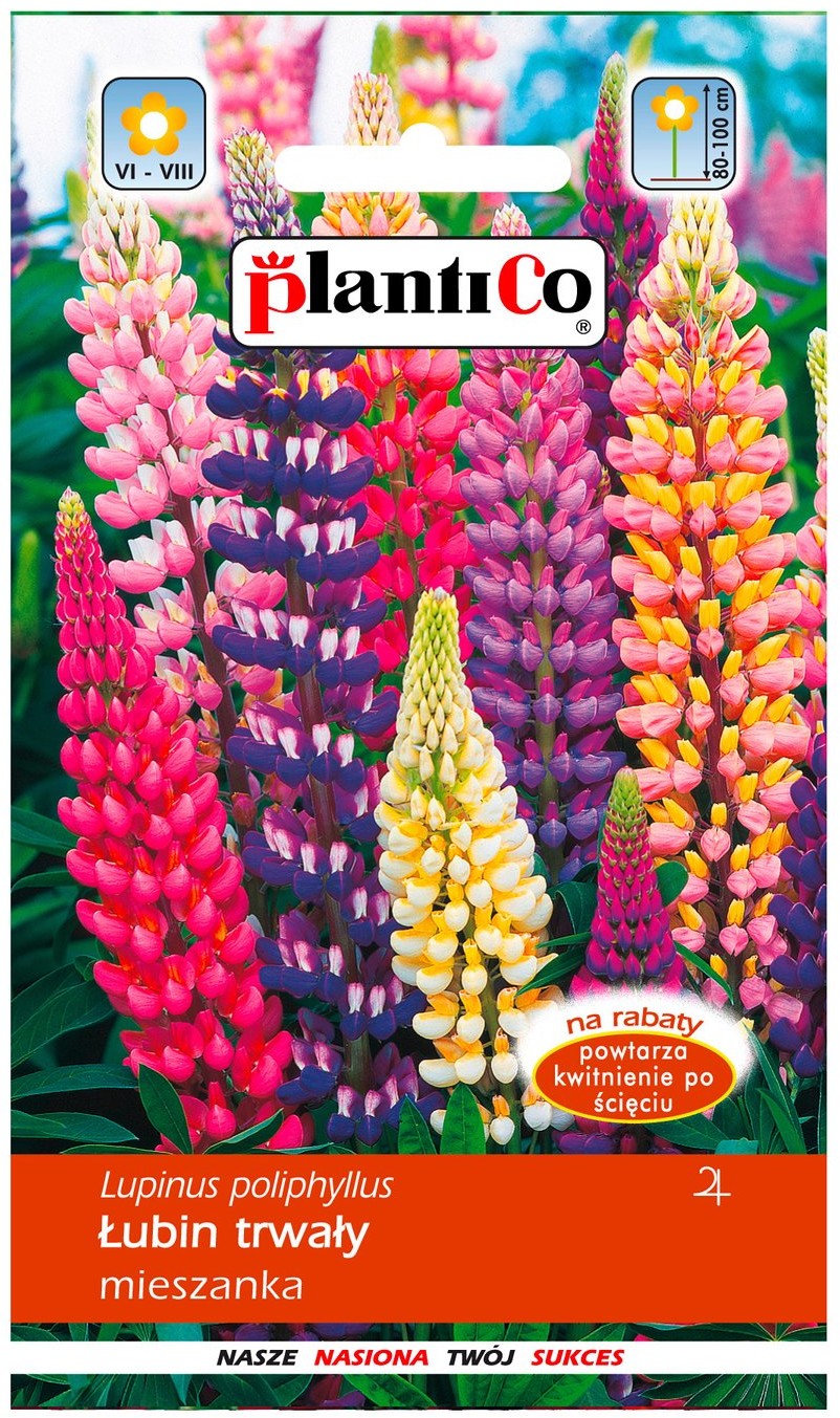 Plantico Łubin trwały mix
