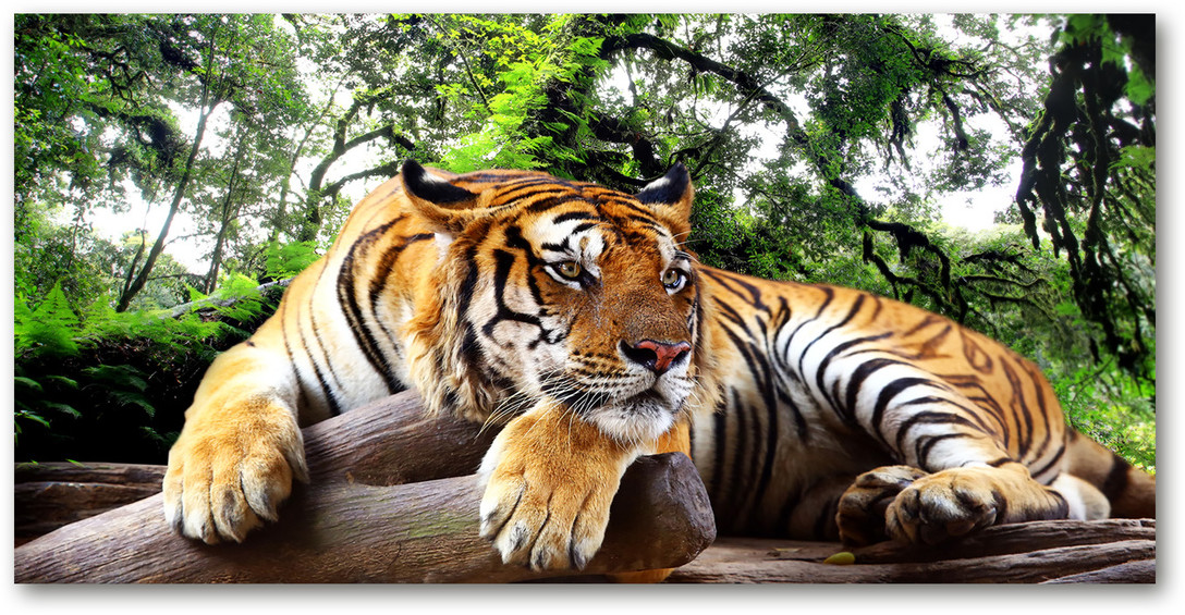 Obraz zdjęcie szkło akryl Tygrys na skale