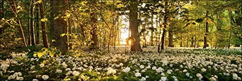 Pro-Art-Bilderpalette Pro-Art g1713e obraz na ścianę wydruk Giclée 'Sweet woodruff' 150 x 48 cm g1713s