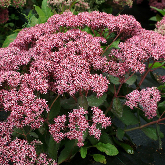 Sedum