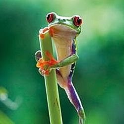 Karnet kwadrat z kopertą Red Eyed Frog