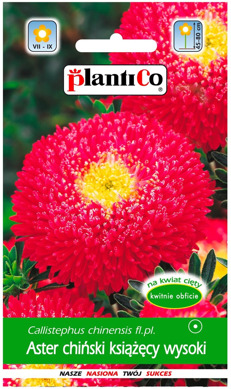 Plantico Aster chiński Książęcy czerwony