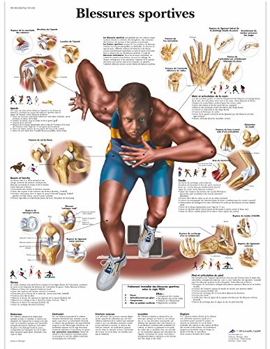 3B Scientific anatomiczne krojenia VR2188UU