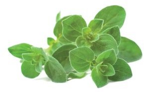 Click & Grow Kapsułki roślinne Click &amp Grow Pods Oregano Oregano