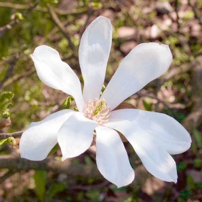 Magnolia różne odmiany 120-140 cm 7 5L