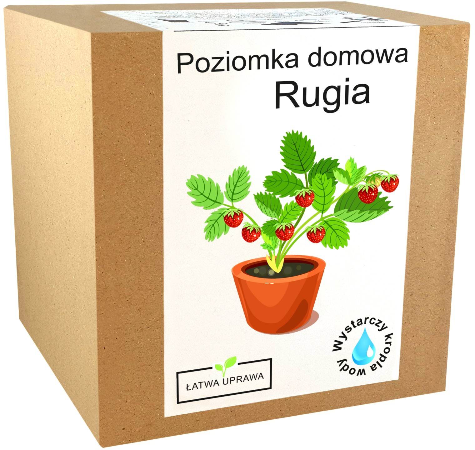 Zestaw do Uprawy Poziomka Domowa Rugia nasionka