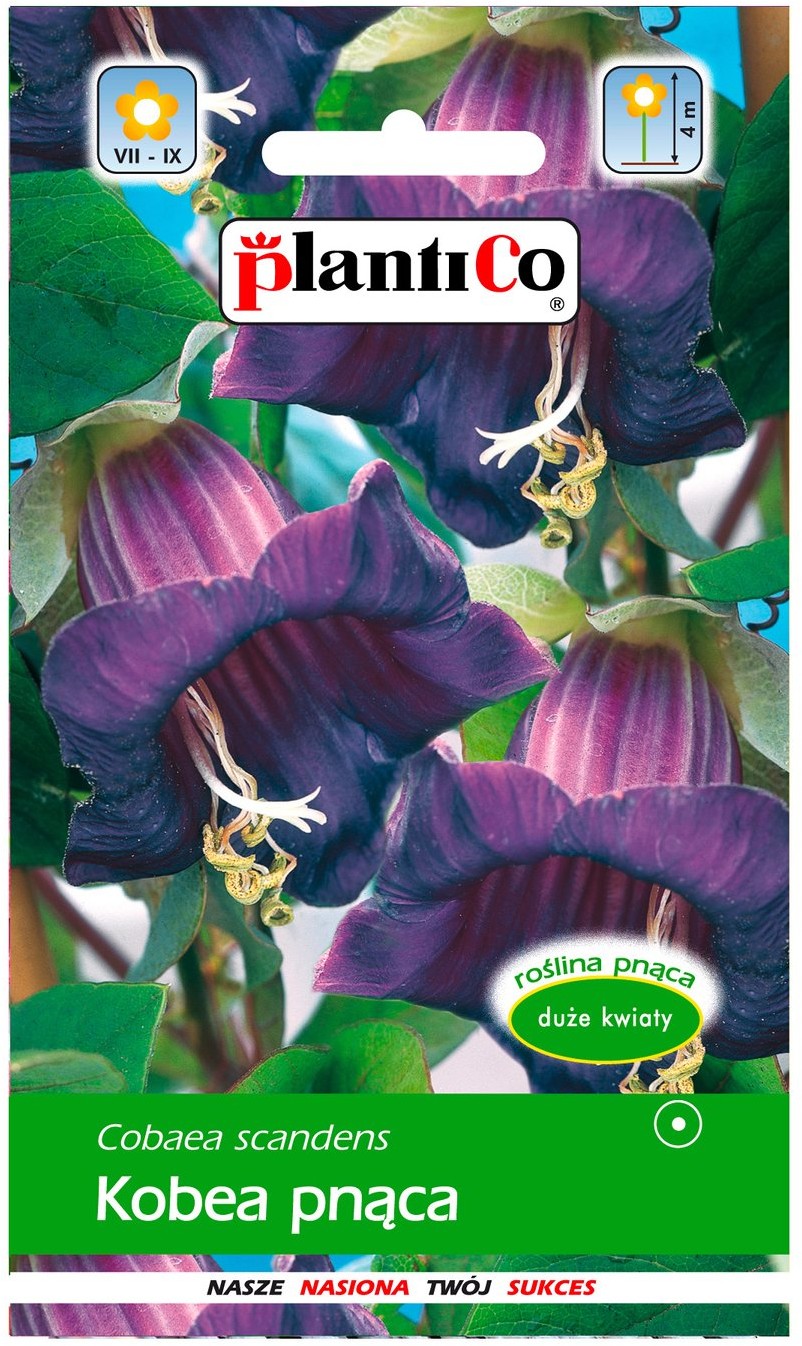 Plantico Kobea fioletowa