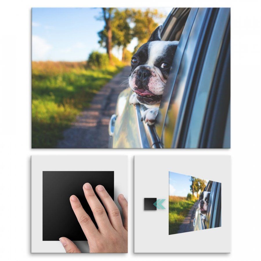 Pix4home Plakat metalowy piesek i wiatr we włosach L POS-L-01719