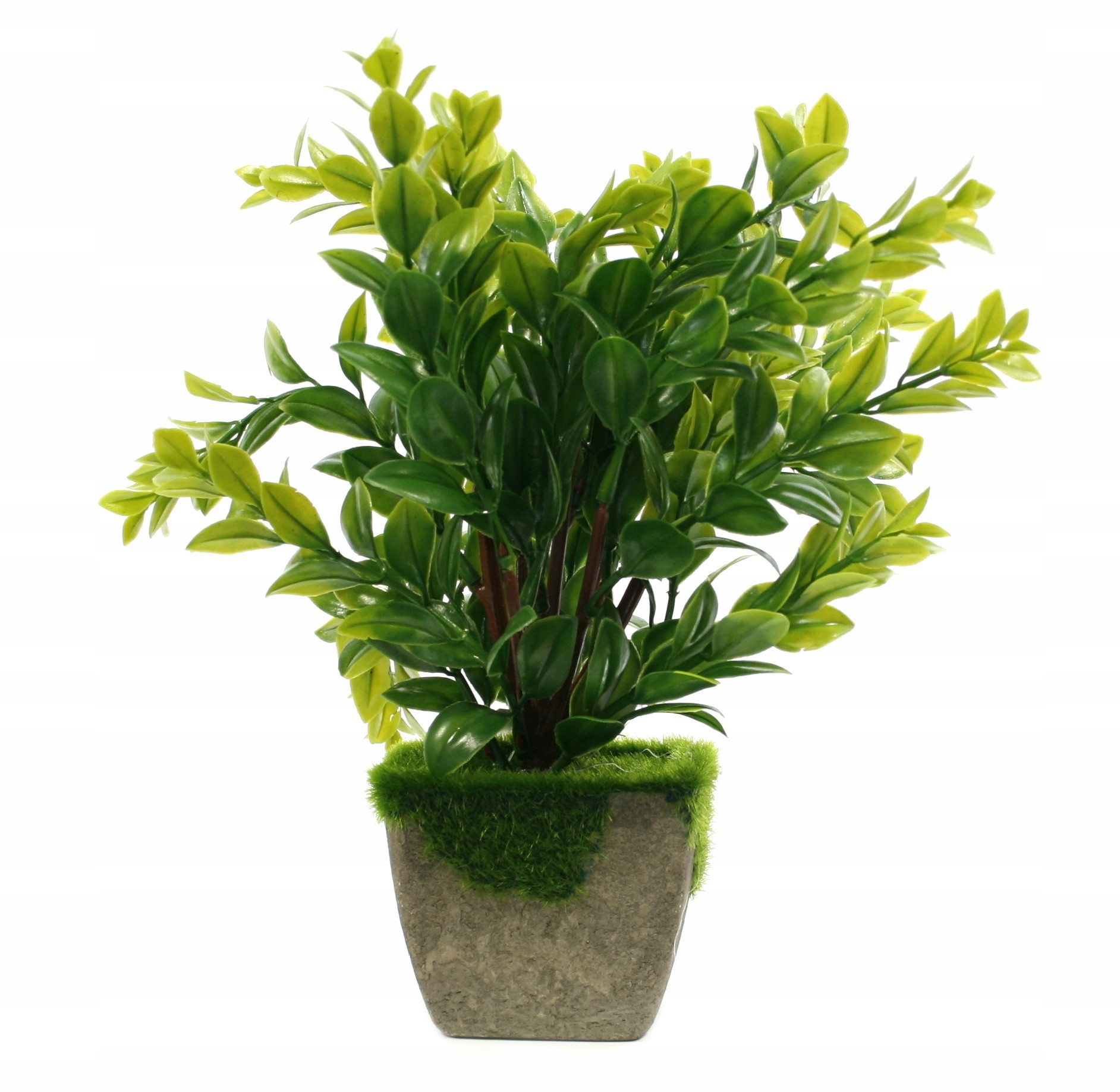 Ozdobna Roślina W Doniczce krzaczek trawa 25cm