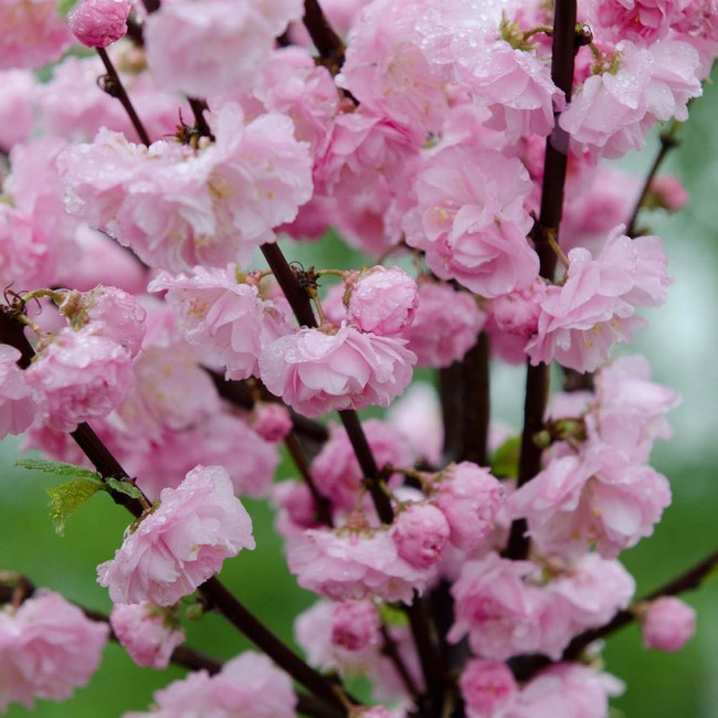 Migdałek pienny (Prunus triloba) 80 / 120 cm C7 5