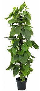 Europalms Europalms Pothos on Pole, 180 cm  Sztuczna roślina 82600227