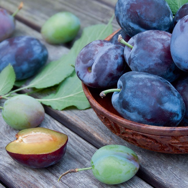 In My Garden Śliwa  Staropolski Ogród